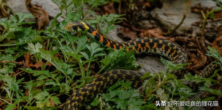 带你认识我国分布的劲槽蛇属蛇类，虎斑颈槽蛇遍布祖国大江南北