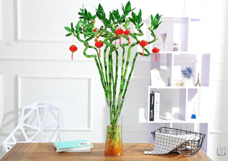 水培荷花竹怎么变黄了,水培荷花竹摆放禁忌