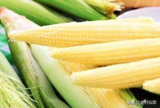 小玉米甜糯健康吗,小玉米啥时可种