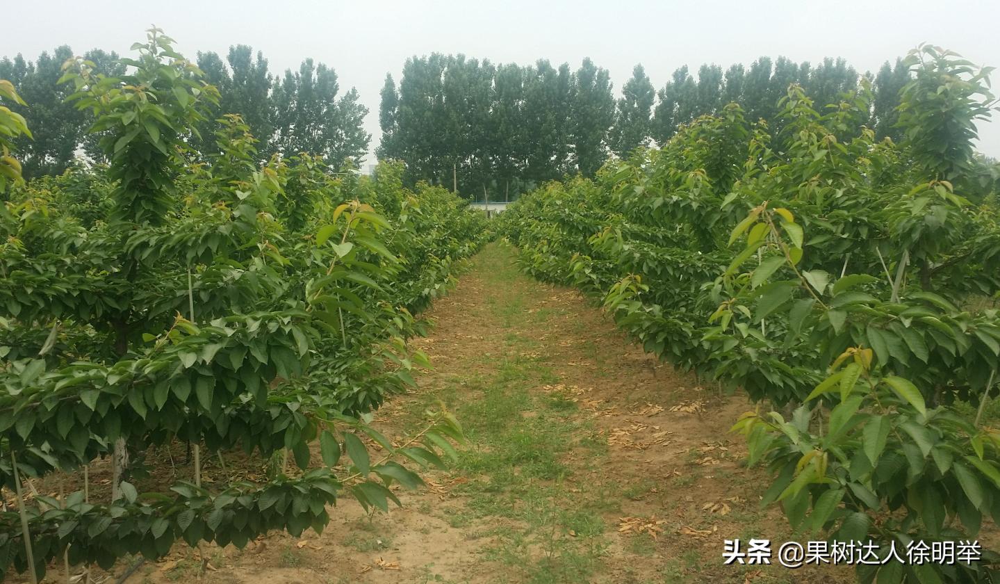 俗话说樱桃好吃树难栽啥意思,樱桃好吃树难栽教学