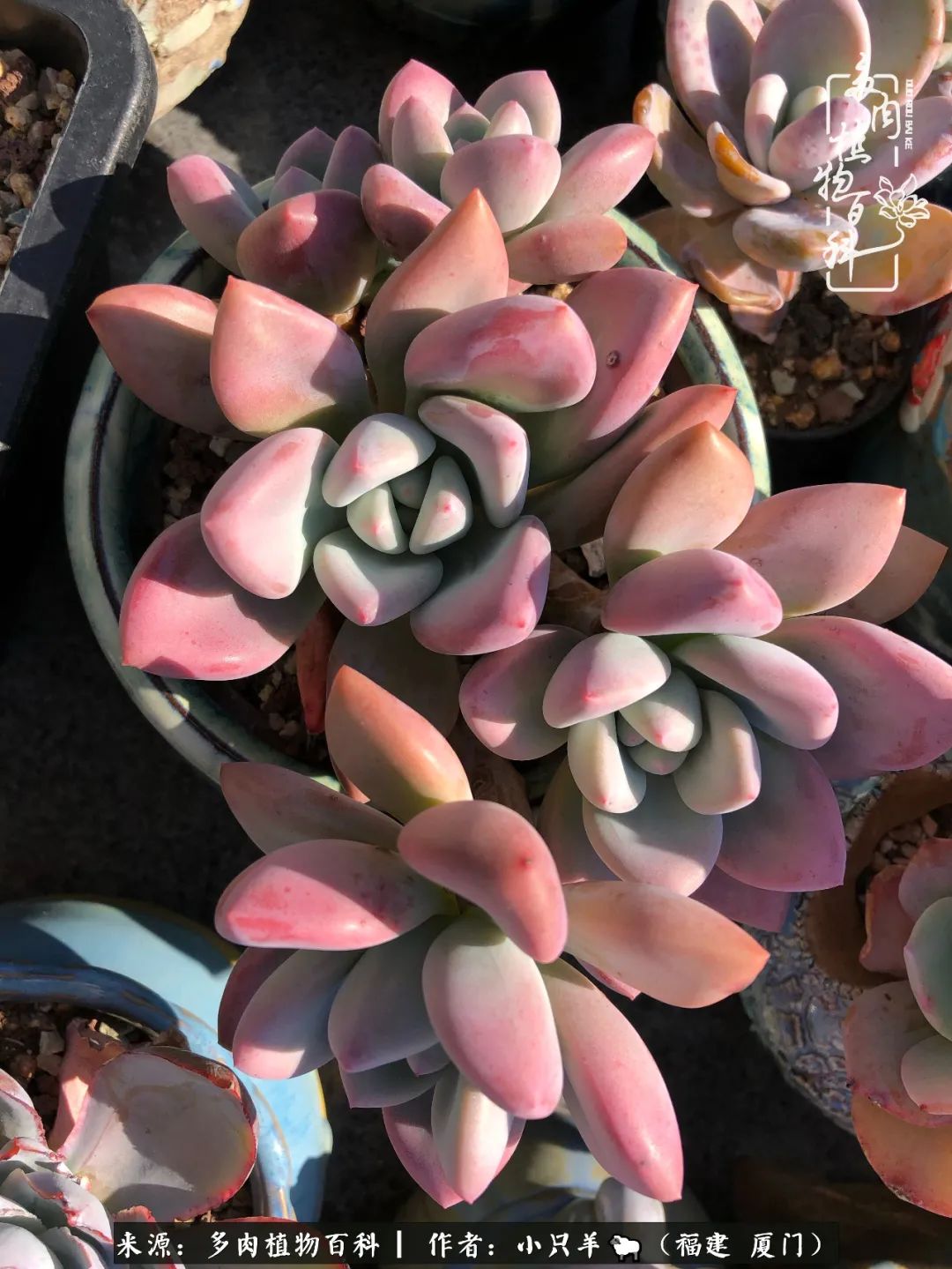 大城小爱:养多肉是个愉快的过程,种下去就有了无尽的期待