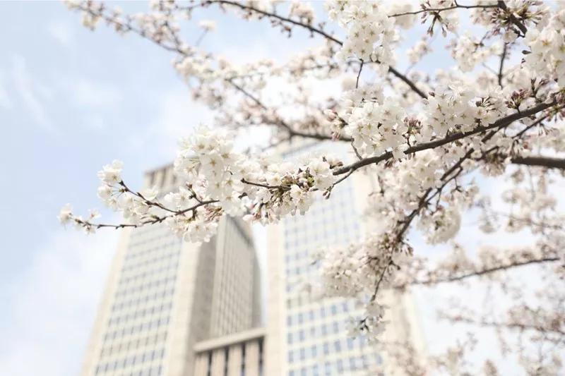 复旦大学，生日快乐！