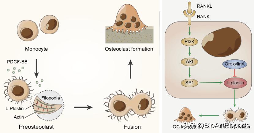 海军军医大学发现治疗骨质疏松和骨折的新靶点