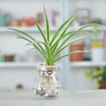 水培花卉养鱼,水培花卉培育