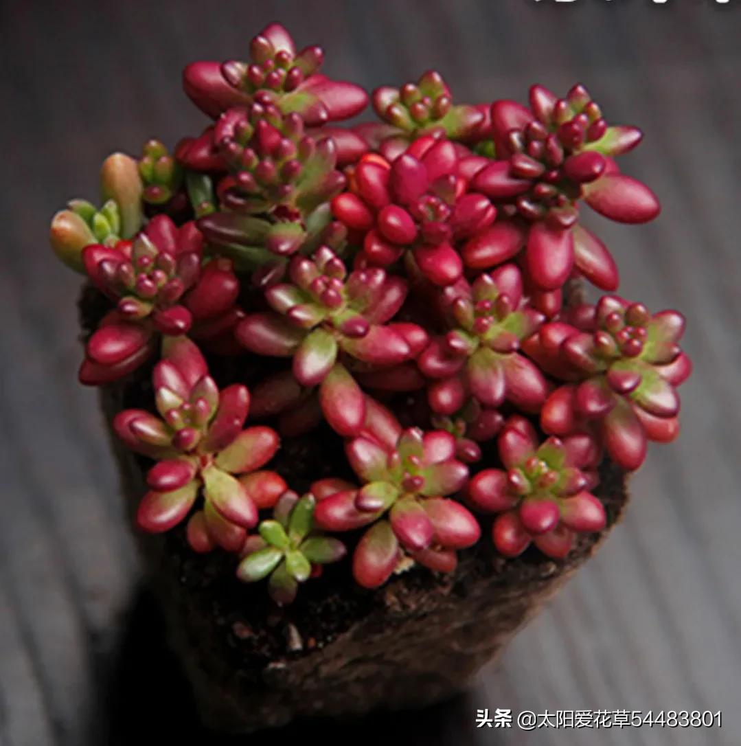 紫米粒多肉是什么样子,紫米粒多肉用什么盆养好