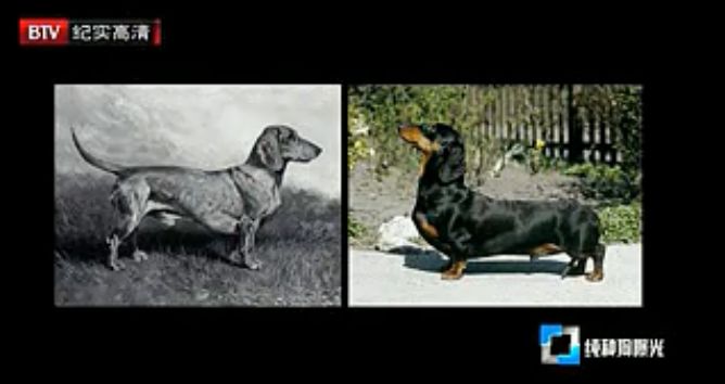 人类对狗的伤害,人类对狗的迷惑行为