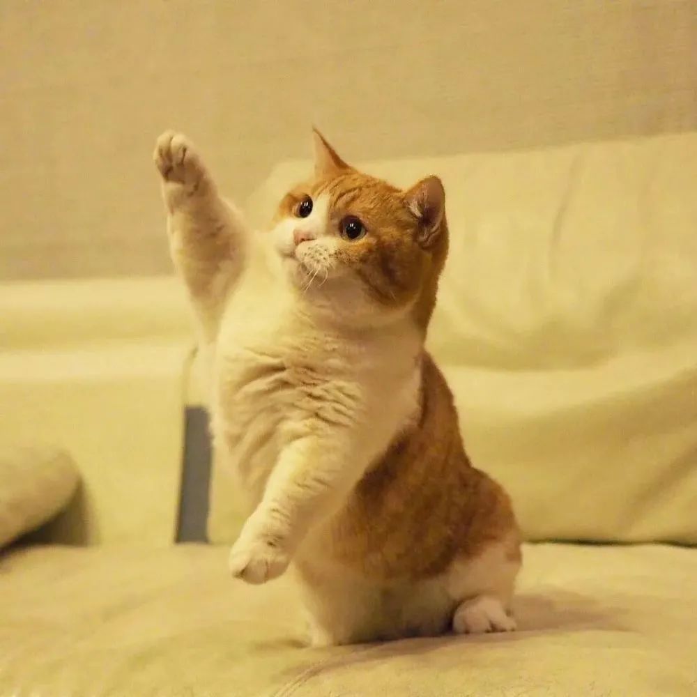 猫咪被脚臭到的视频,哪个品种的猫咪脾气最臭