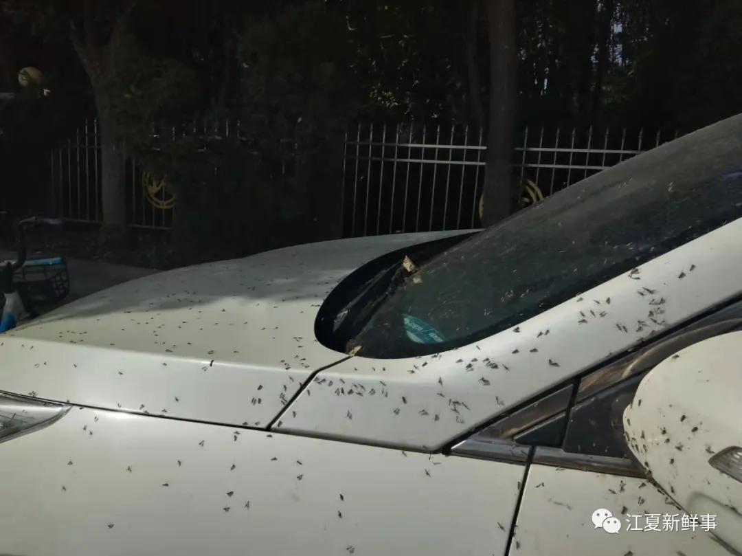 武汉汤逊湖畔的庙山，众多小区摇蚊密集扎堆！该如何治理？