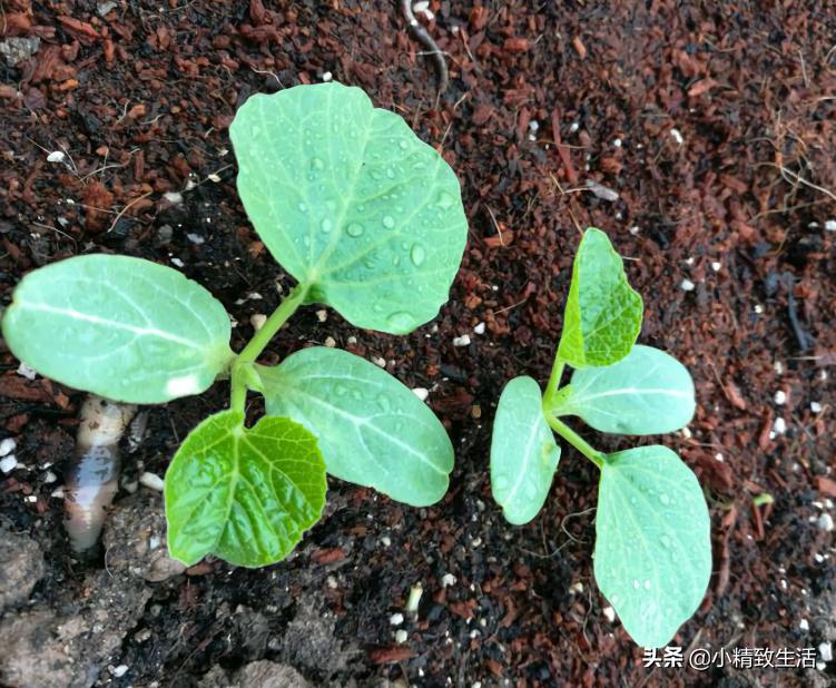 阳台种小葫芦温度高阳光强,盆里种葫芦的正确方法
