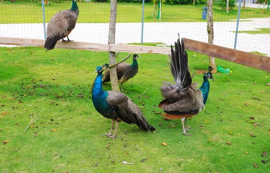 陵水香水湾阿尔卡迪亚酒店,海南香水湾都有什么酒店