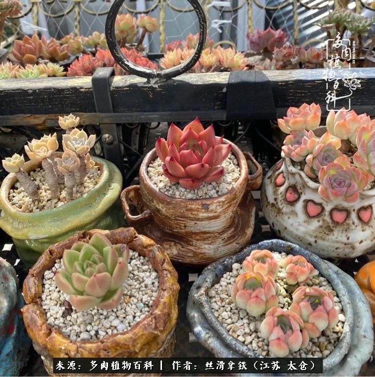 初秋的多肉,初春的多肉开始展现美颜了