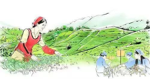 年销售额近5亿的茶叶品牌,天福茶叶经营模式