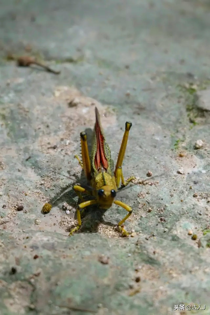 小天绝地求生,小天蜘蛛