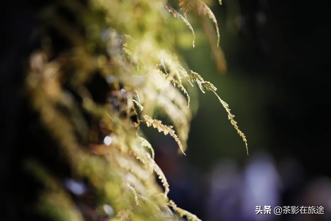 进藏旅行记,林芝巴松措结巴村民宿哪家好