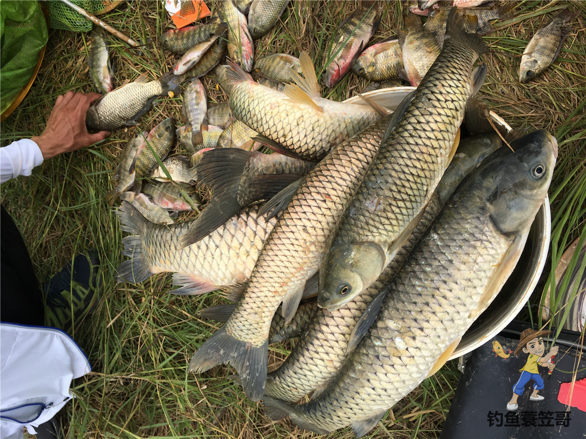 冬季野钓如何打窝能快速诱鱼,什么打窝方法诱鱼最快