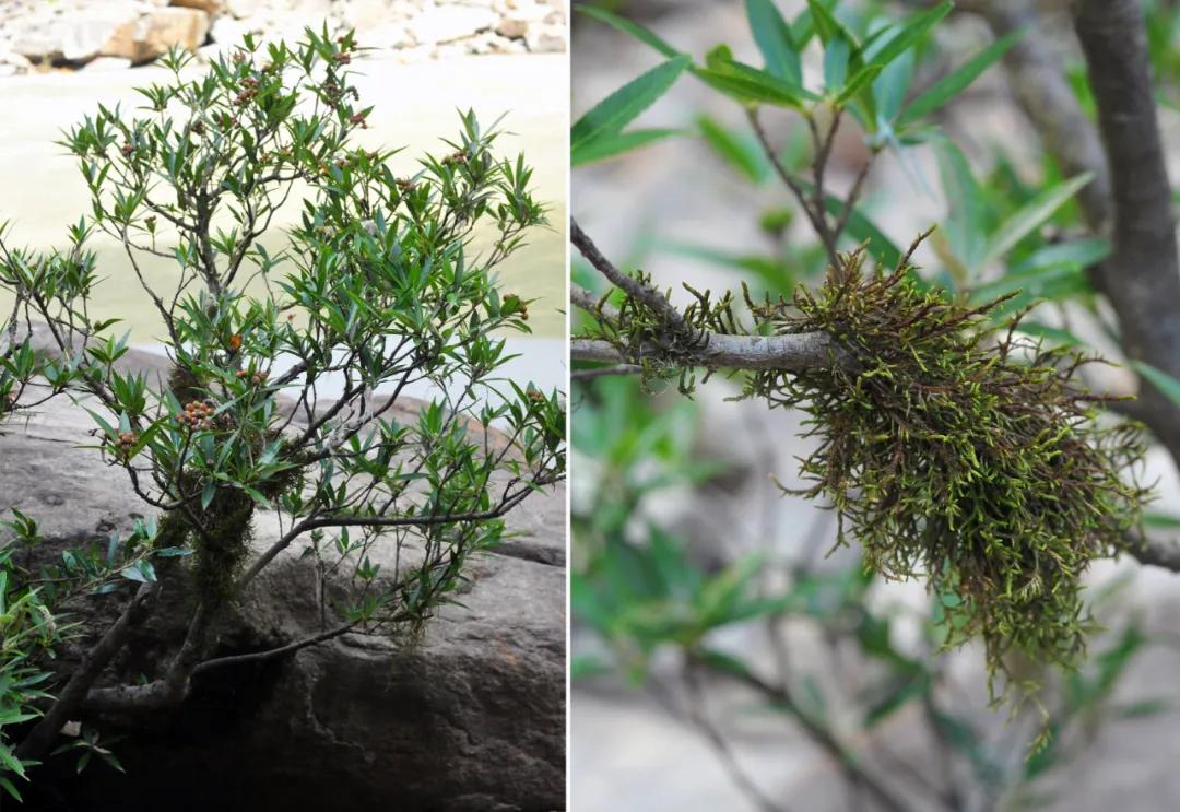 吃毒菇、睡蛇窝，只为挖一堆草，这个重庆博士要做当代神农