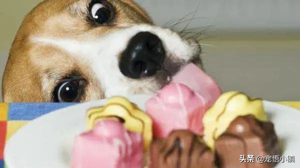 狗狗吃了巧克力饼干怎么办,狗狗吃少量的巧克力怎么办