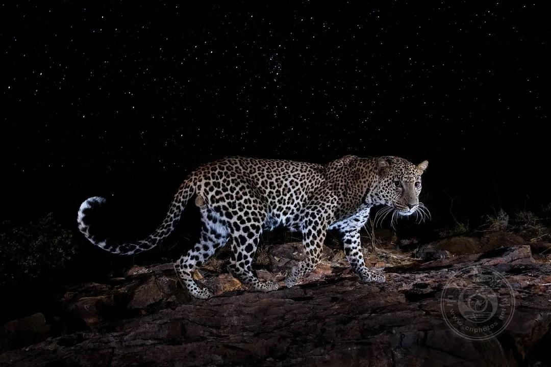 2022索尼世界摄影大赛自然类 (索尼世界摄影大赛自然组作品精选)