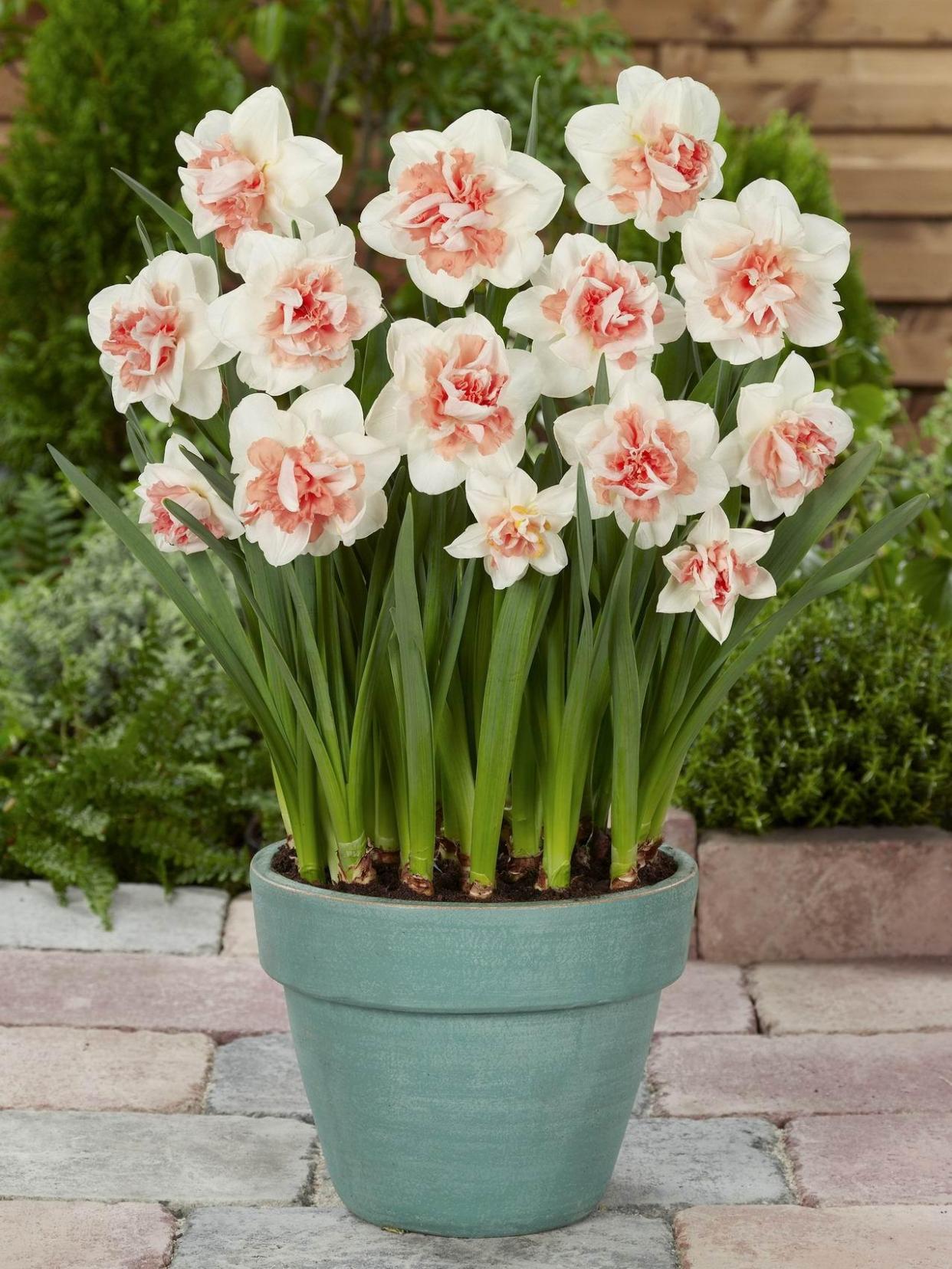 水仙花怎么养视频,水仙花怎么养图解视频