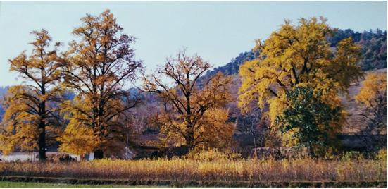 熊宗荣：今生难得一见的壮丽景象——随州银杏王国行