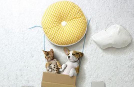 孕妇远离猫狗的原因,孕妇和孕妇之间的矛盾