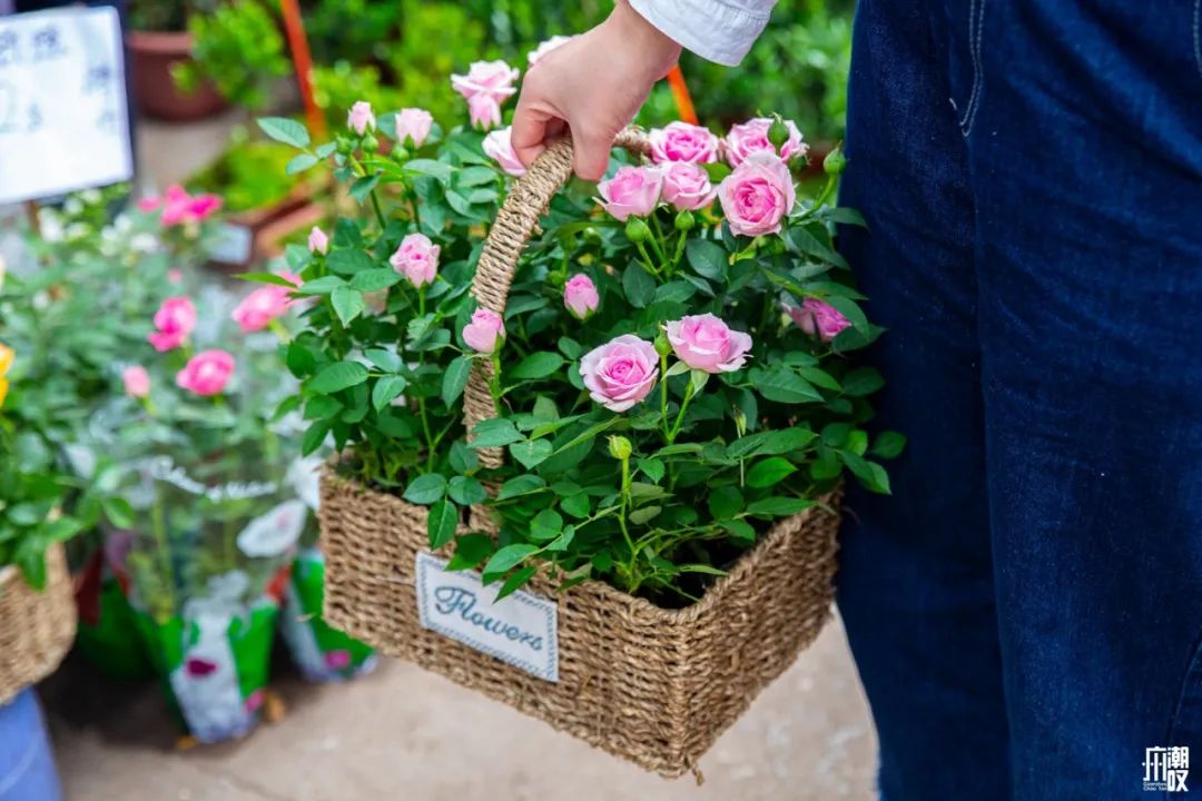 深夜去广州的花卉市场买花,如何逛斗南花卉市场买花便宜
