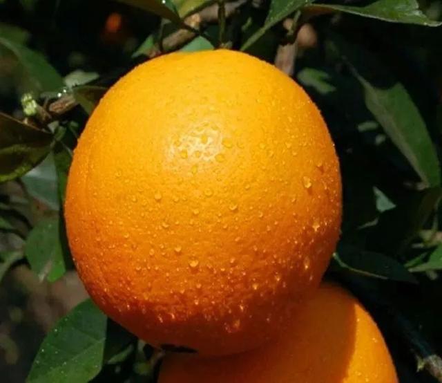 养肝的人建议少吃这2种水果,想要养肝建议常吃这4种水果