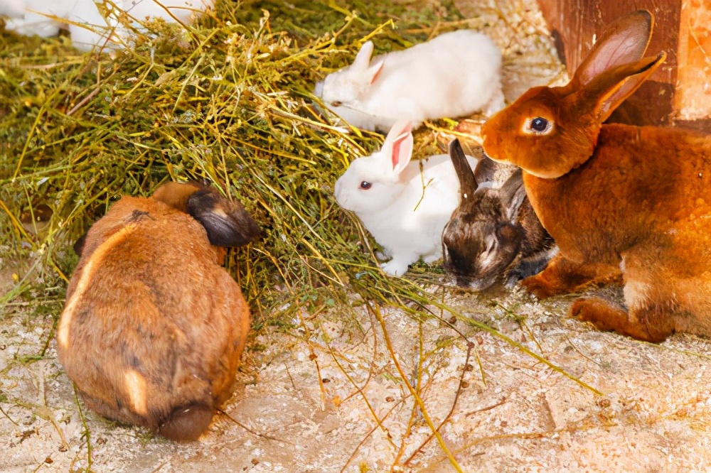 你不知道的国家冷知识俄罗斯,你不知道的国家冷知识俄罗斯篇