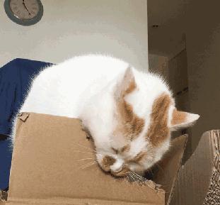 最实用猫抓板,如何挑选猫抓板