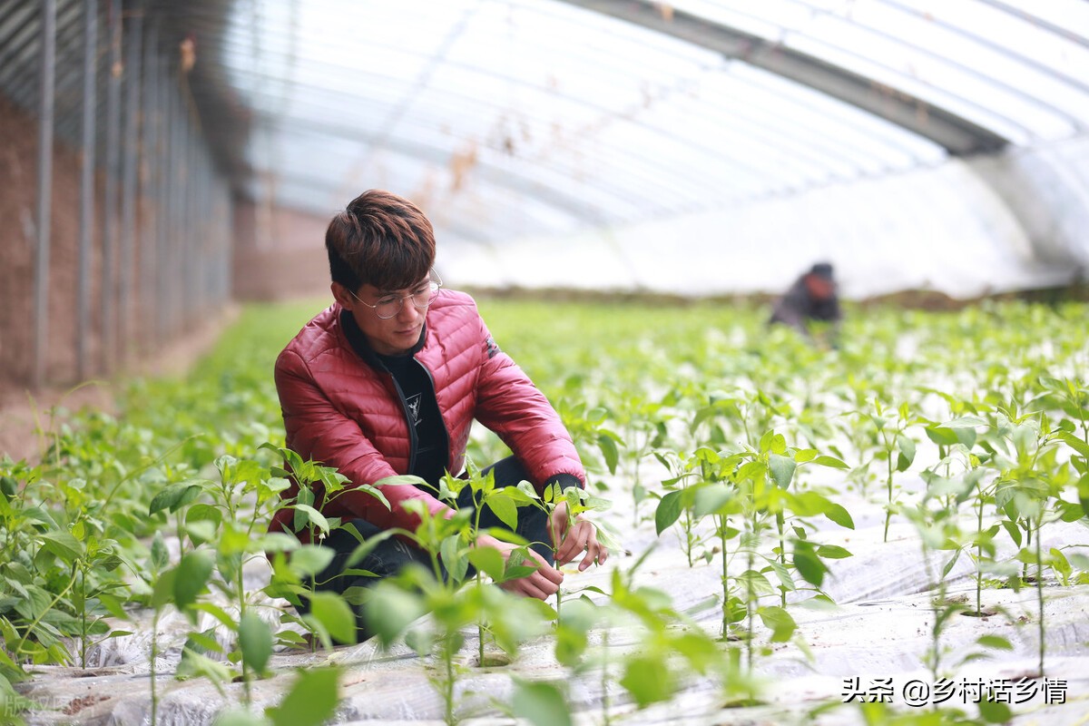 蔬菜定植后缓苗慢原因及解决方法,移栽西红柿缓苗后黄叶要不要摘掉