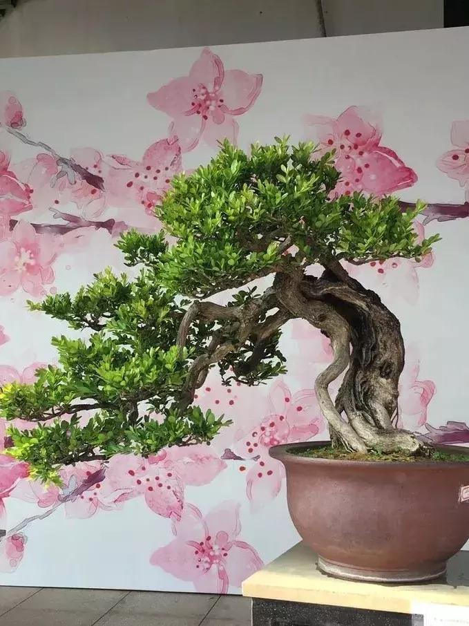 西北盆景树种100种,最值得收藏的六种盆景树种是哪种