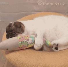 为什么现在年轻人喜欢养猫,当代年轻人不养孩子养猫