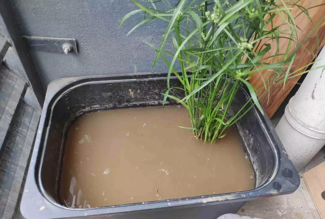 铜钱草与马蹄莲区别,马蹄金铜钱草怎么更旺盛