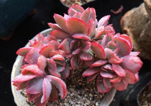 多肉品种50种公认好养的多肉,十种最好看多肉品种