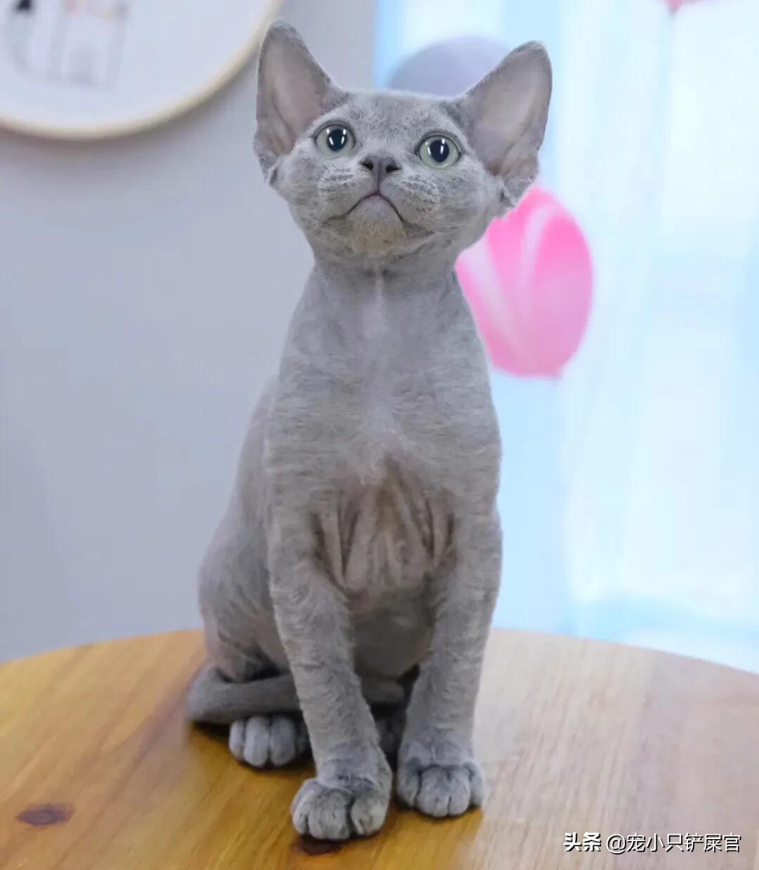 猫鼻支与疱疹病毒的区别,如何区分猫鼻支和猫疱疹