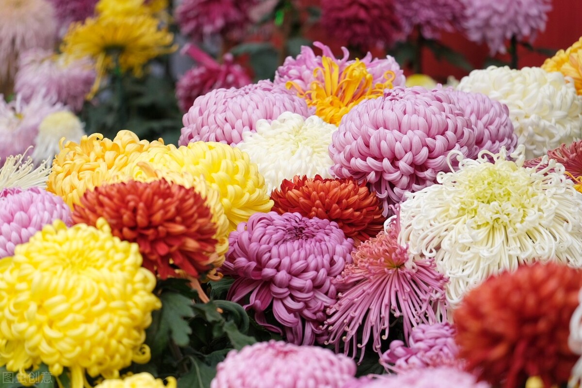 重阳节赏菊花的介绍,赏菊打卡好去处