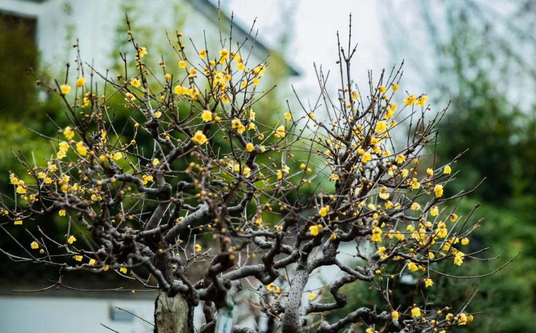 南京腊梅最佳观赏时间,南京赏梅花景点推荐