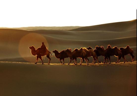 品金｜沙漠、骆驼，在这繁乱的当下如何拥有颗自由之心，你造吗？