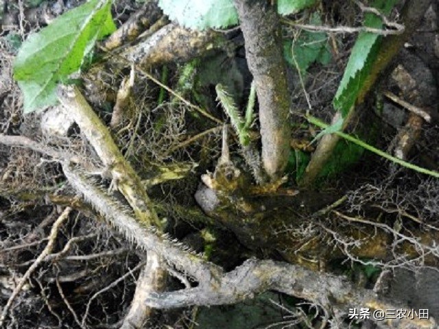 此为“刺五加”请识别，用途甚广，若遇见别砍来当柴火，你见过吗