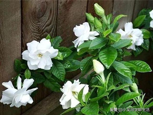 栀子花黄叶的几种处理方法,栀子花黄叶是什么原因用什么办法