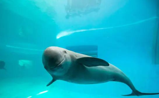 全国仅存的七只野生动物,最新我国的十大野生动物