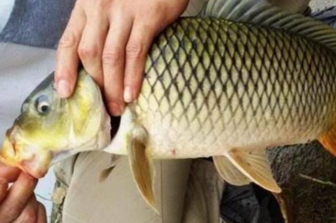 鲫鱼特殊钓法,天气一热我就脾气暴躁