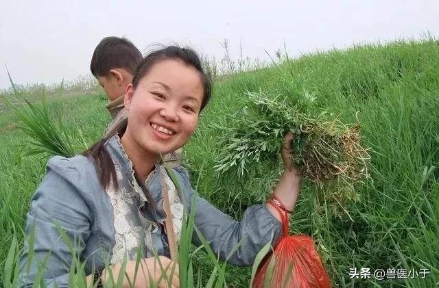 农村2023年致富项目小本生意,农村致富创业项目小本生意投资