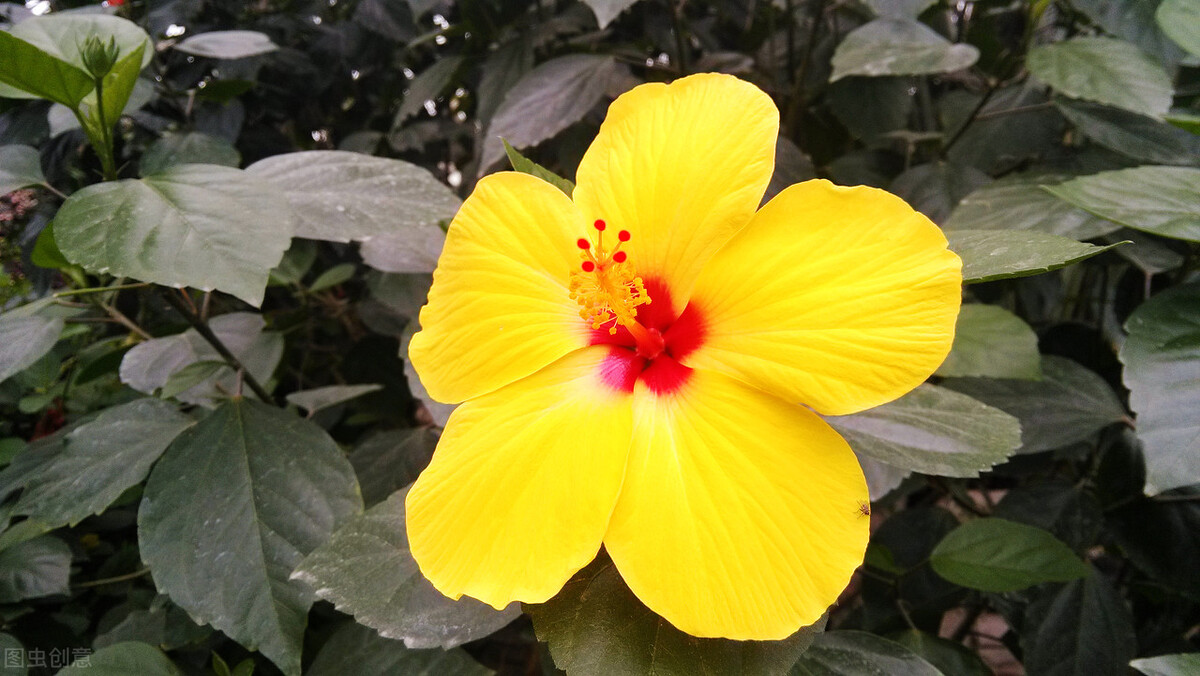 那些令人赞叹的庭院花卉,5种庭院生活方式的花卉