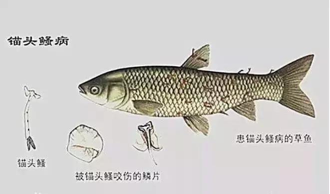 鱼身上寄生虫锚头鳋可以吃吗,鱼缸锚头鳋寄生虫病最佳治疗方法