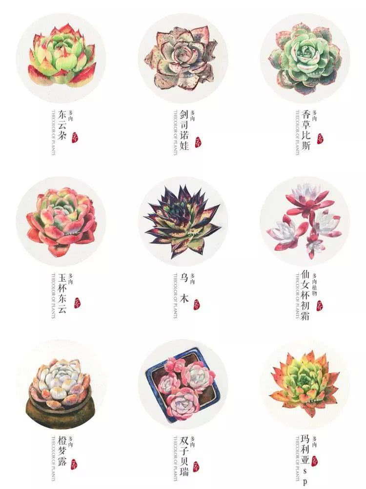 那个爱画多肉的小姑娘带着她的心头肉又来啦!