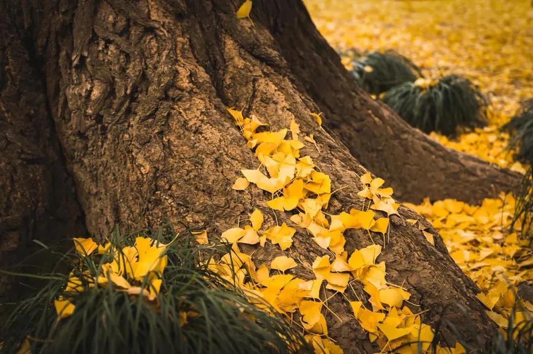 王维写的空山新雨后的题目,王维空山新雨后天气晚来秋