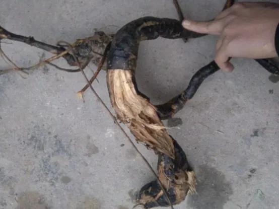 葛姓分类表,粉葛与柴葛的识别方法视频