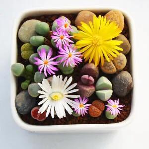 多肉生石花好看视频,多肉生石花开图