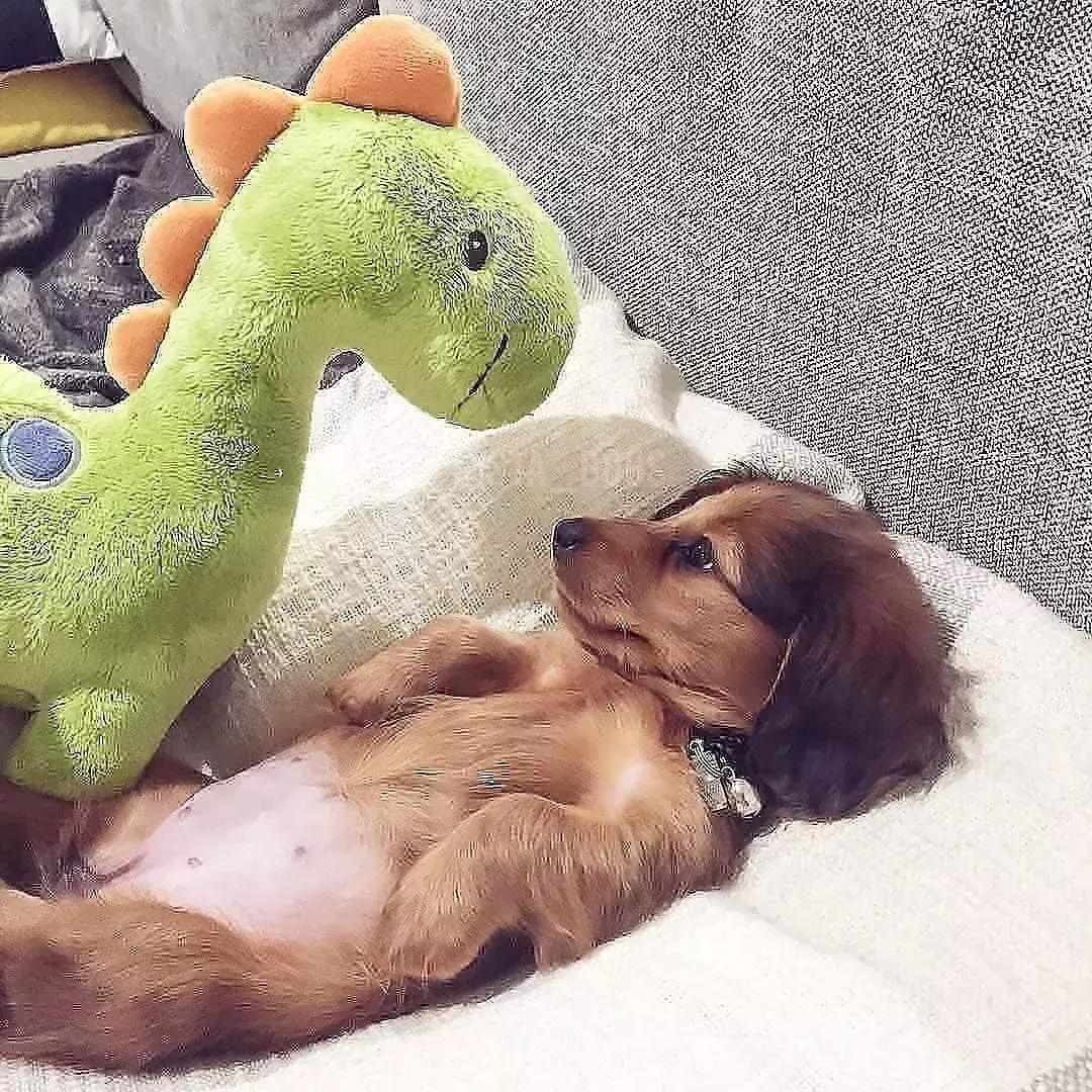 狗狗适合什么玩具及如何和它玩耍,养宠物狗给它准备什么